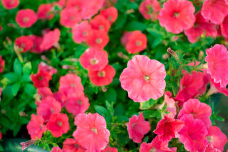 Petunia. A delicate flower. The Bush petunias. Flower bed.の写真素材