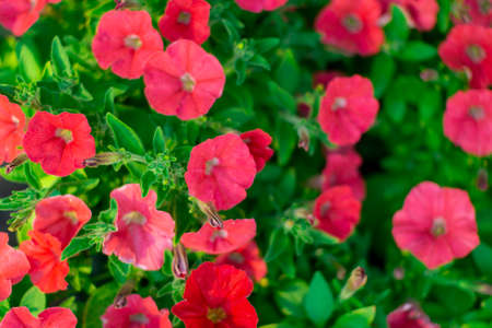 Petunia. A delicate flower. The Bush petunias. Flower bed.の写真素材