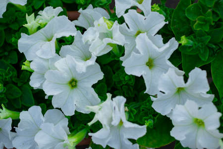 Petunia. A delicate flower. The Bush petunias. Flower bed.の写真素材