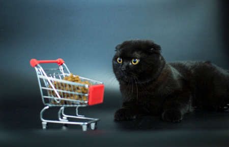 A dark cat with yellow eyes sits with a shopping basket filled with cat food.の写真素材