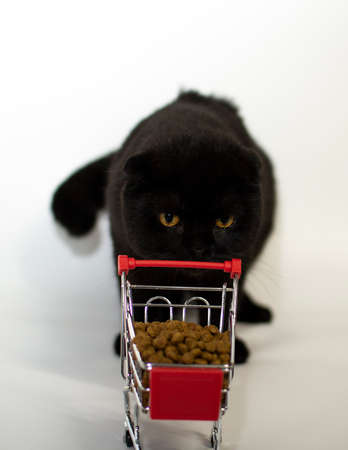 A dark cat with yellow eyes sits with a shopping basket filled with cat food.の写真素材