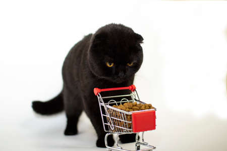 A dark cat with yellow eyes sits with a shopping basket filled with cat food.の写真素材