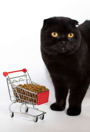 A dark cat with yellow eyes sits with a shopping basket filled with cat food.の写真素材