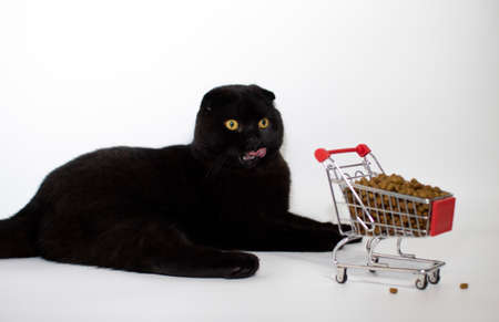 A black cat with yellow eyes sits with a shopping basket filled with cat food.の写真素材