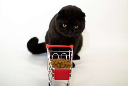 A dark cat with yellow eyes sits with a shopping basket filled with cat food.の写真素材