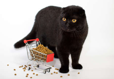 A dark cat with yellow eyes sits with a shopping basket filled with cat food.の写真素材