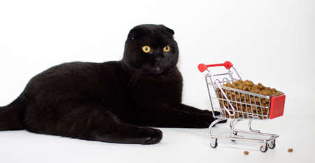A dark cat with yellow eyes sits with a shopping basket filled with cat food.の写真素材
