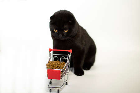 A dark cat with yellow eyes sits with a shopping basket filled with cat food.の写真素材