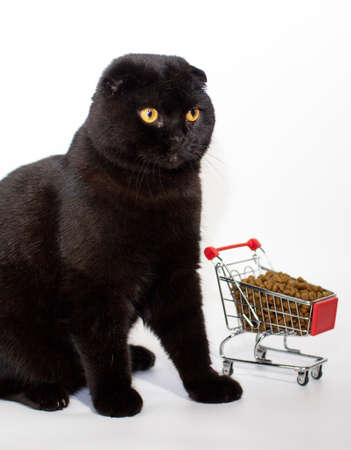 A black cat with yellow eyes sits with a shopping basket filled with cat food.の写真素材