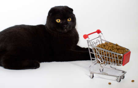 A black cat with yellow eyes sits with a shopping basket filled with cat food.の写真素材