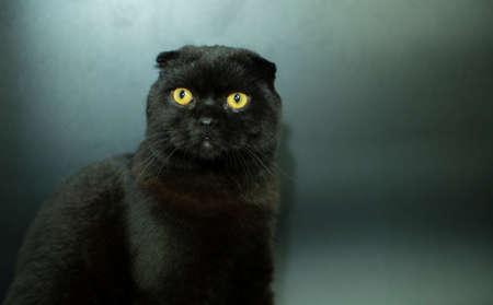Beautiful Scottish fold cat on a dark background.の写真素材