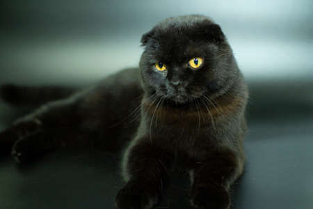 Beautiful Scottish fold cat on a dark background.の写真素材
