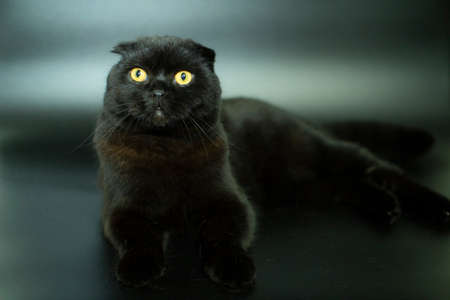 Beautiful Scottish fold cat on a dark background.の写真素材