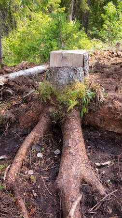 A tree stump in the woods.Exploitation of pine forests leads to deforestation, endangering the environment .の写真素材