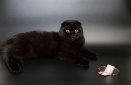 Beautiful black cat reading a book lying on a dark background.