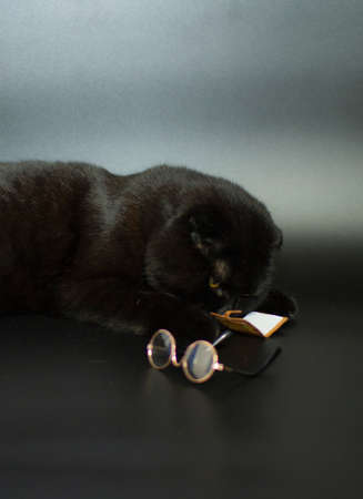 Beautiful black cat reading a book lying on a dark background.の写真素材