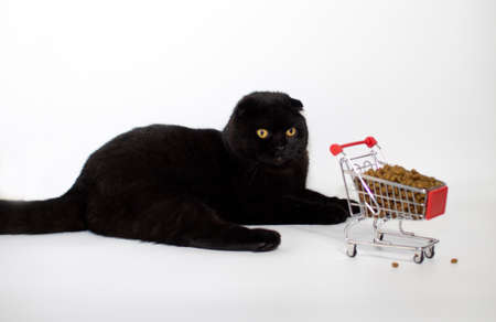A black cat with yellow eyes sits with a shopping basket filled with cat food.の写真素材