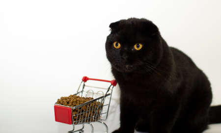 A black cat with yellow eyes sits with a shopping basket filled with cat food.の写真素材