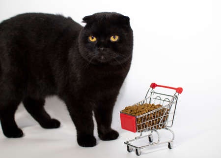 A black cat with yellow eyes sits with a shopping basket filled with cat food.の写真素材