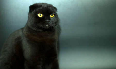 Beautiful Scottish fold cat on a dark background.の写真素材