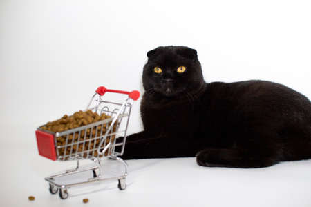 A black cat with yellow eyes sits with a shopping basket filled with cat food.の写真素材