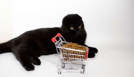 A black cat with yellow eyes sits with a shopping basket filled with cat food.の写真素材