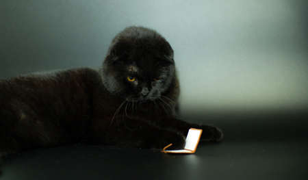 Beautiful black cat reading a book lying on a dark background.の写真素材