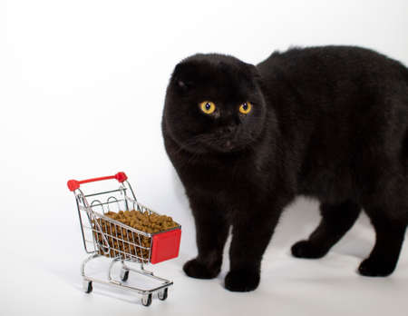 A black cat with yellow eyes sits with a shopping basket filled with cat food.の写真素材