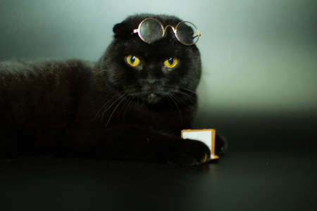 A beautiful black cat with glasses reads a book lying on a dark background.の写真素材