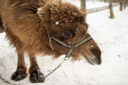 In winter, a Bactrian camel stands by the fence.の写真素材