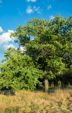 A large oak tree in a spring meadow.の写真素材