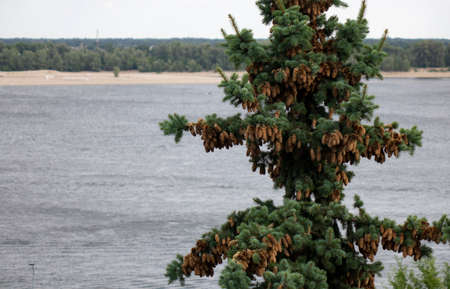 Green spruce with cones on the background of the river.の写真素材