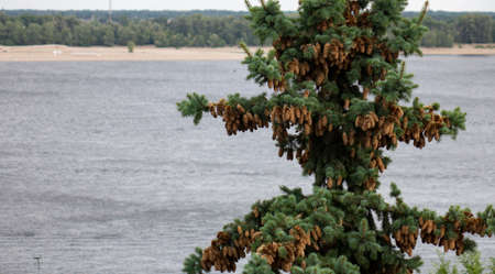 Green spruce with cones on the background of the river.の写真素材
