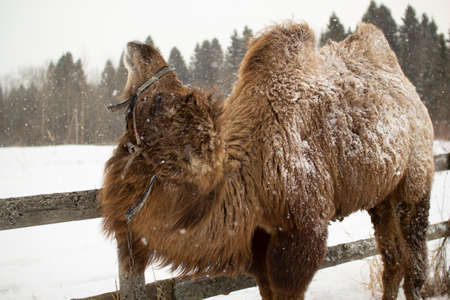 In winter, a Bactrian camel stands by the fence.の写真素材
