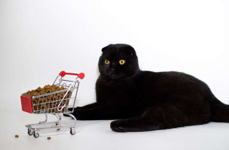 A black cat with yellow eyes sits with a shopping basket filled with cat food.の写真素材