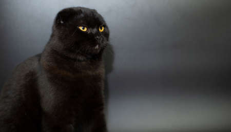 Beautiful Scottish fold cat on a dark background.の写真素材