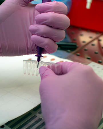 A doctor in the laboratory analyzes the reproductive system.の写真素材