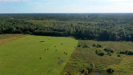 Landscape with green forest and field. Natural nature from a birds eye view.の写真素材