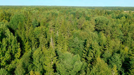 Landscape with green forest and field. Natural nature from a birds eye view.の写真素材