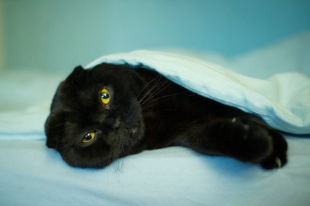 Portrait of a black cat lying under a blue blanket.の写真素材