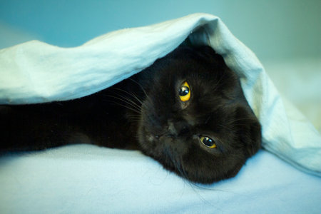 Portrait of a black cat lying under a blue blanket.の写真素材