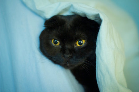 Portrait of a black cat lying under a blue blanket.の写真素材