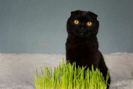 Black cat with home-grown green grass. Wheat grass for feeding domestic animals.の写真素材