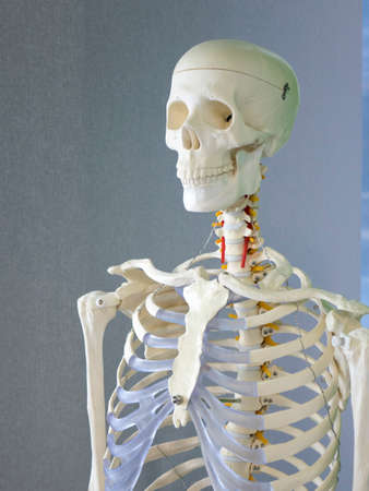 A human skeleton, a training dummy. The concept of healthcare.