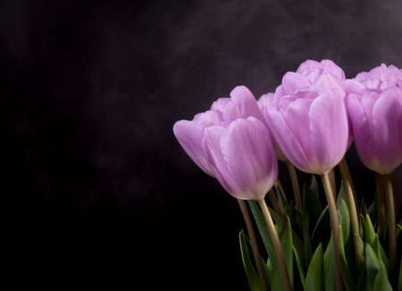A bouquet of purple tulips on a black background.の写真素材