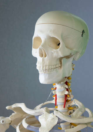 A human skeleton, a training dummy. The concept of healthcare.