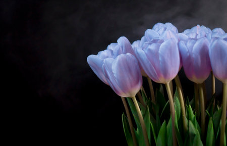 A bouquet of blue tulips on a black background. Space for the text .の写真素材