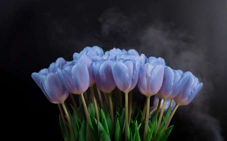 A bouquet of blue tulips on a black background. Space for the text .の写真素材