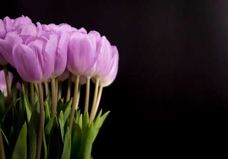 A bouquet of purple tulips on a black background.の写真素材