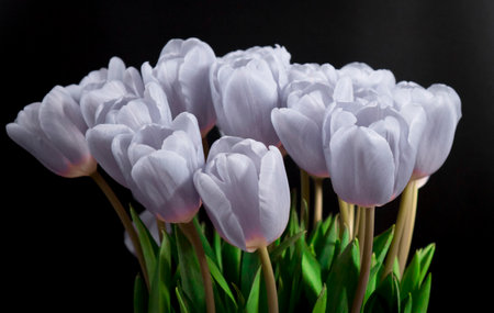 A bouquet of blue tulips on a black background. Space for the text .の写真素材